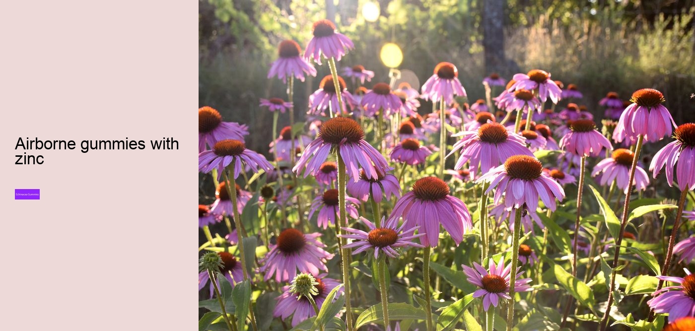 Can echinacea overstimulate the immune system?