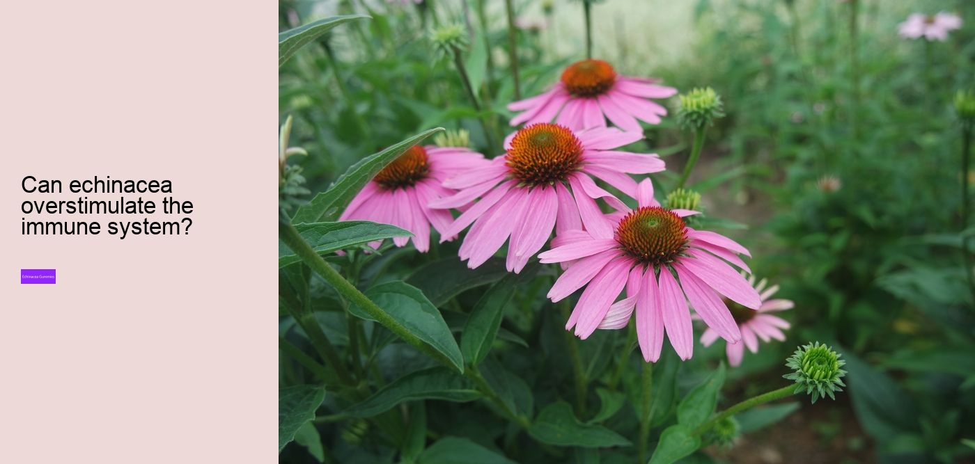 Does echinacea cleanse your body?