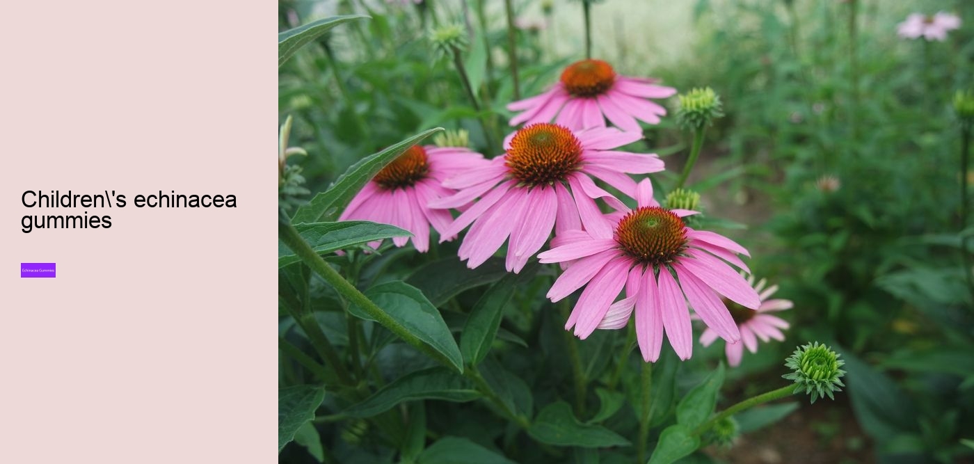 elderberry zinc echinacea gummies