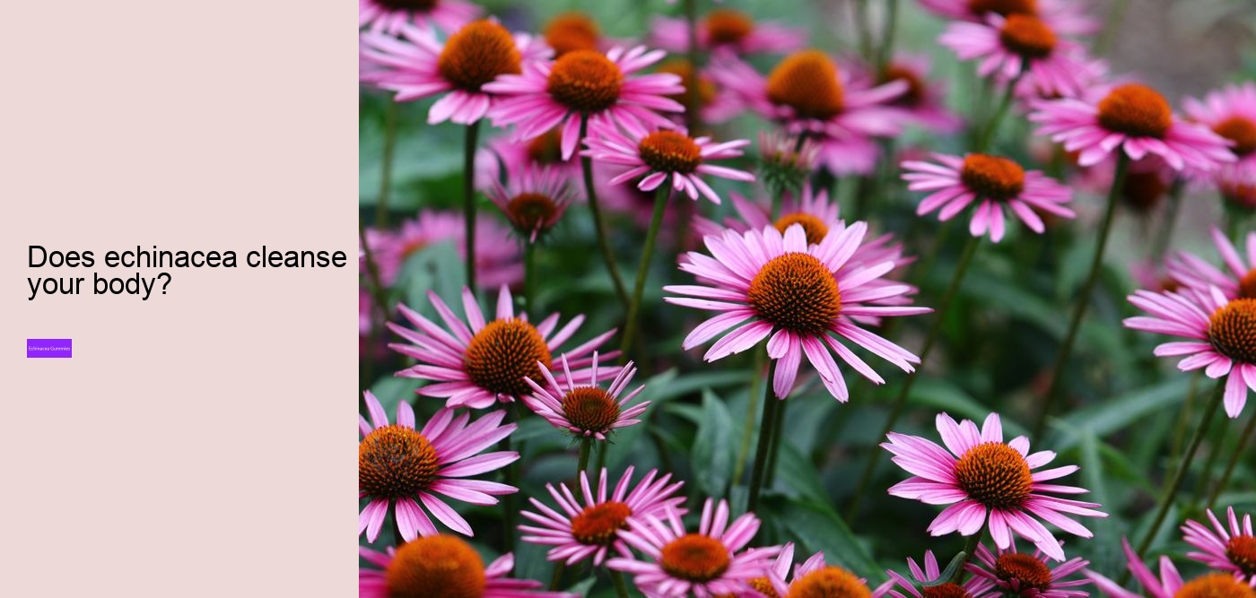 What to avoid when taking echinacea?