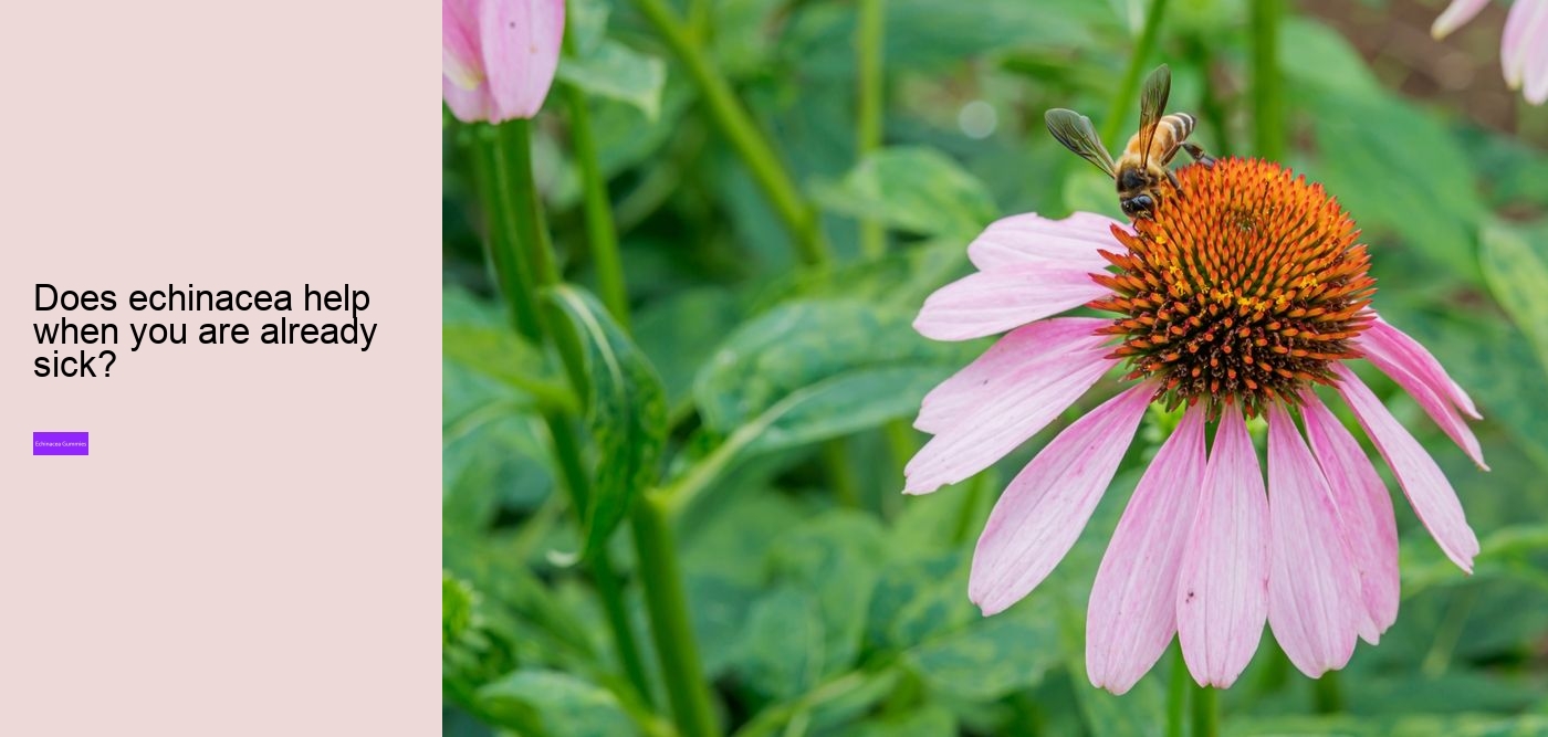 Does echinacea react with anything?