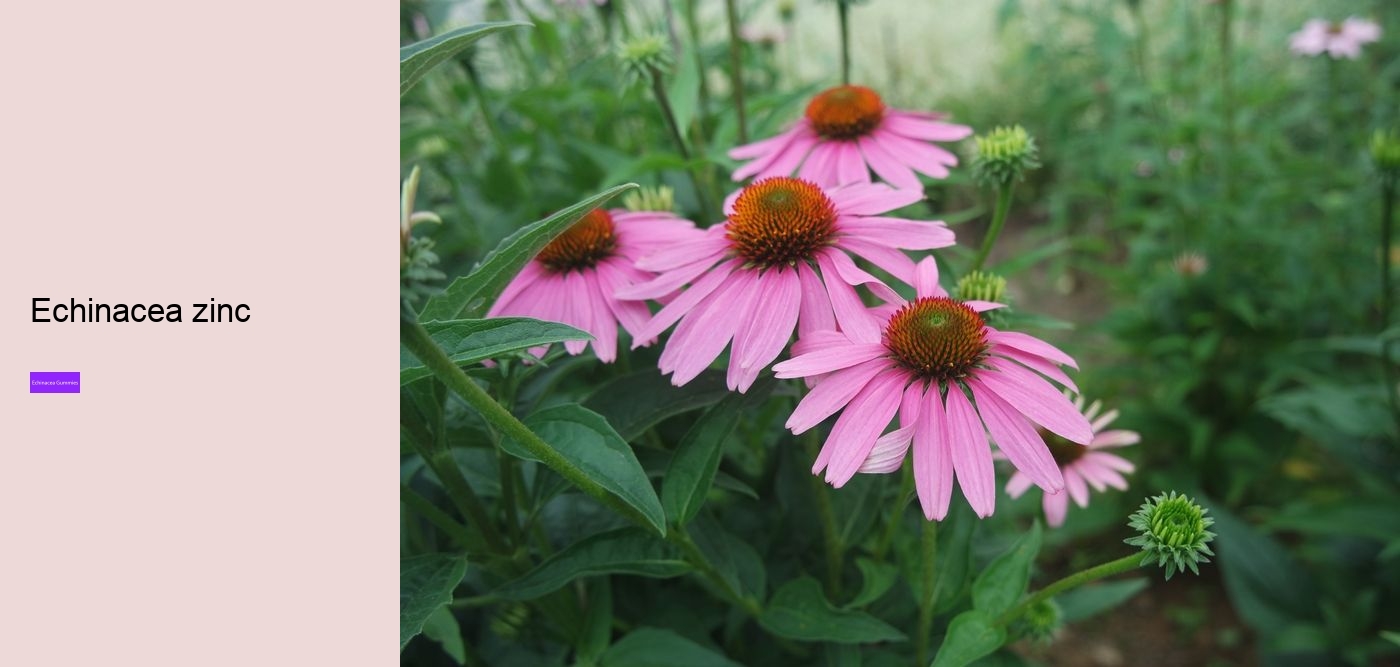 Is echinacea hard on the liver?