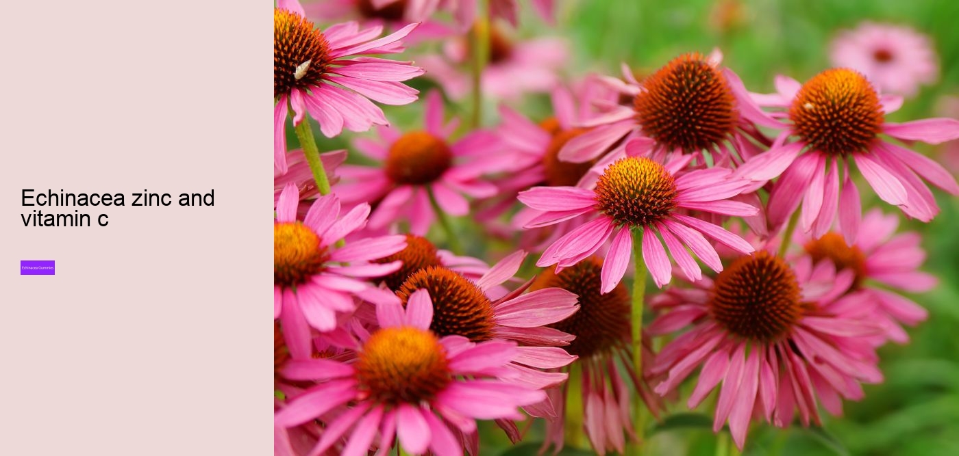 echinacea zinc and vitamin c