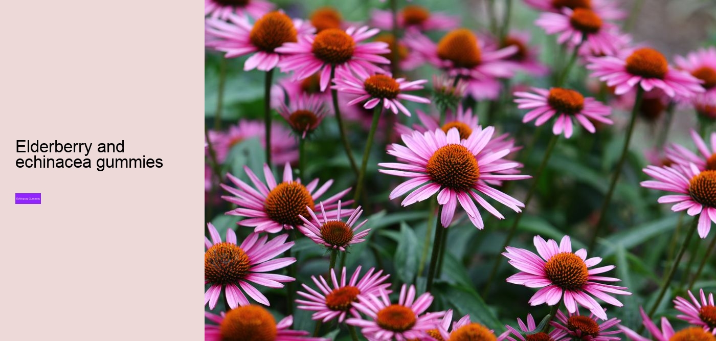 What drugs does echinacea interact with?