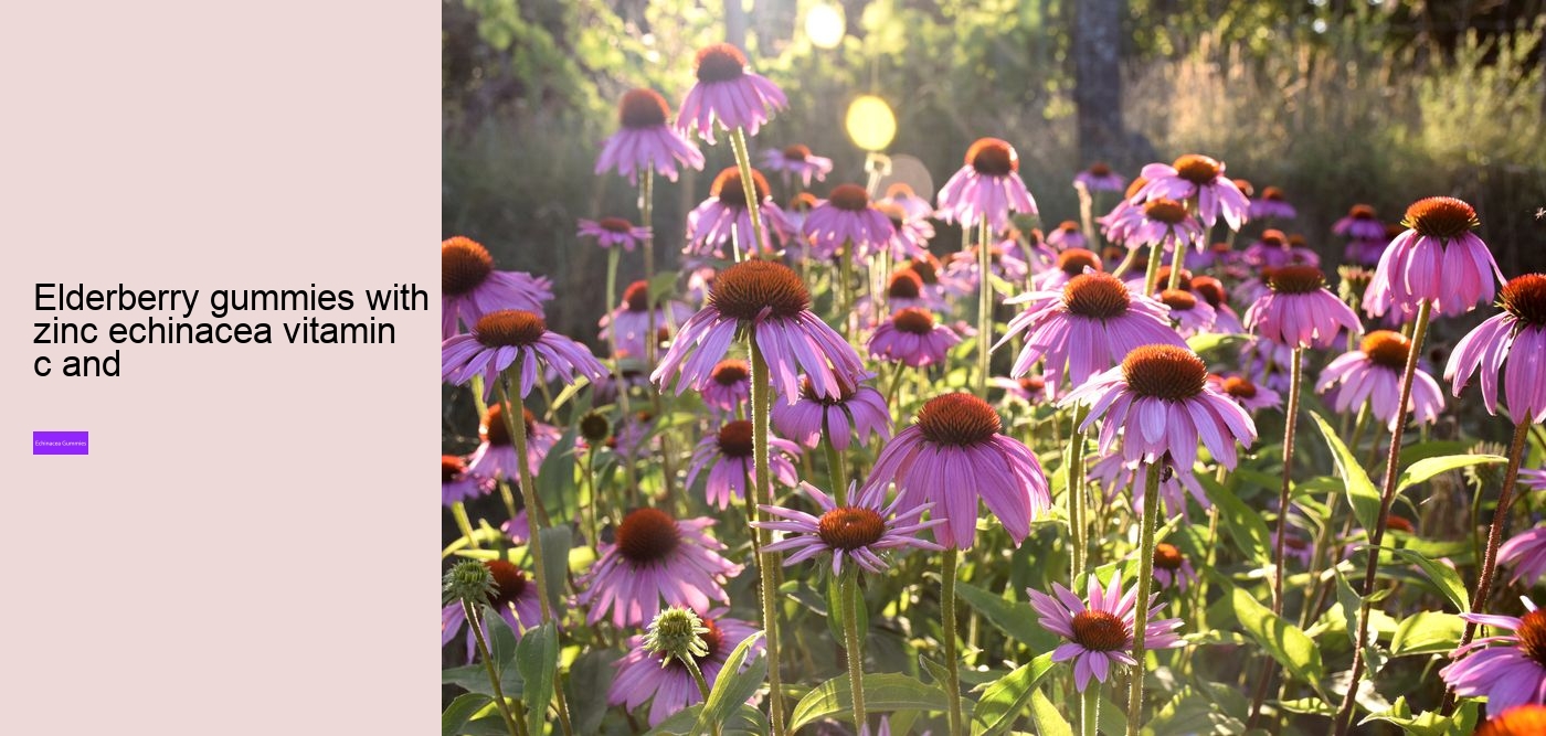 Who Cannot take echinacea?