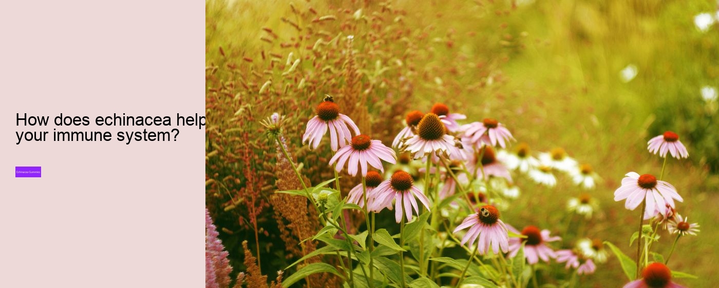 echinacea gummies adults