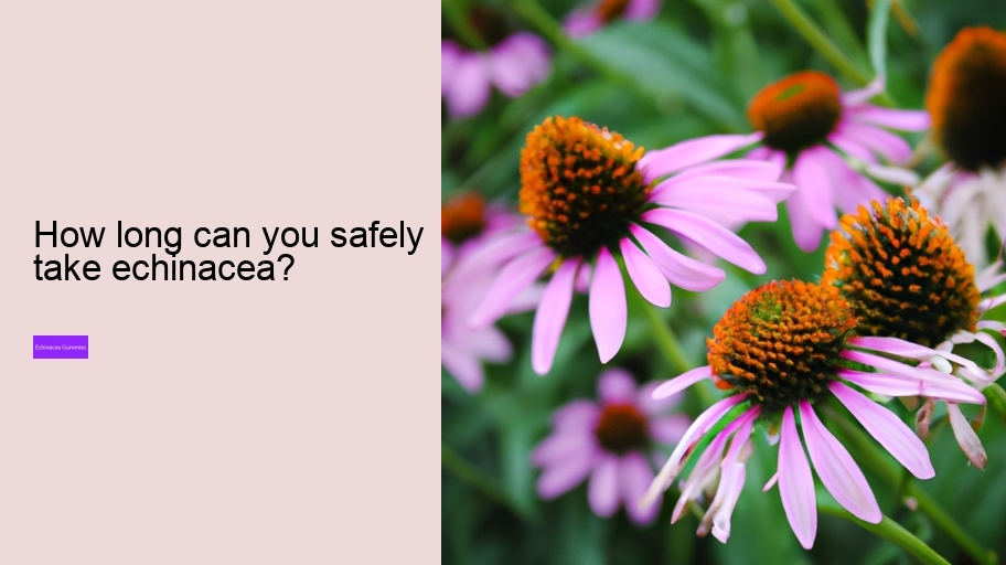 How long can you safely take echinacea?