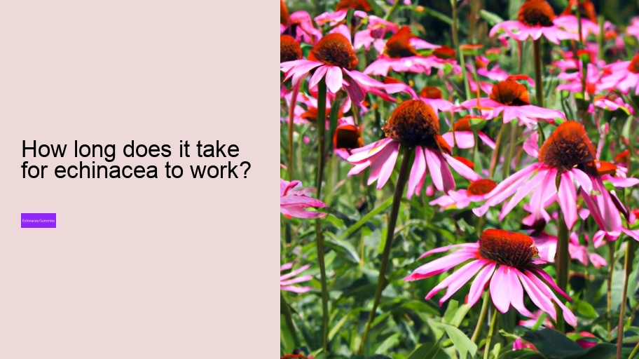 How long does it take for echinacea to work?