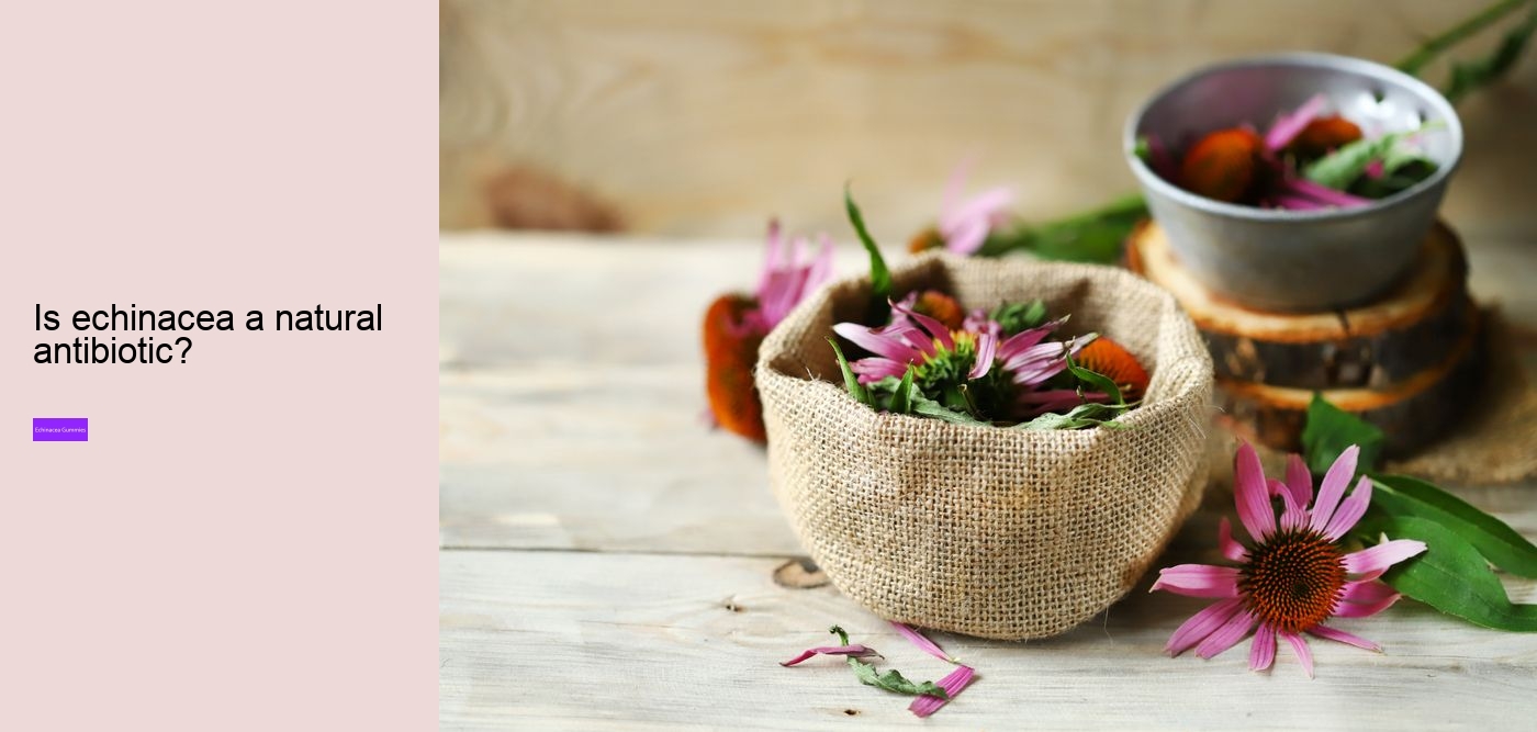 Why should you not take echinacea everyday?