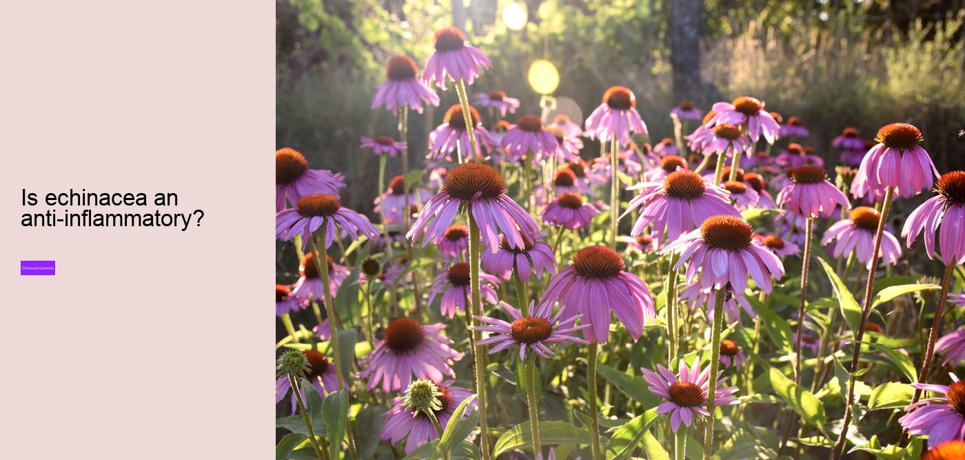 What are the benefits and side effects of echinacea?