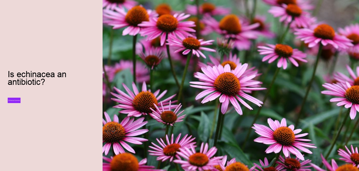 Is echinacea safe for heart?