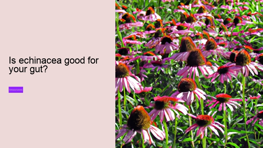 Is echinacea good for your gut?