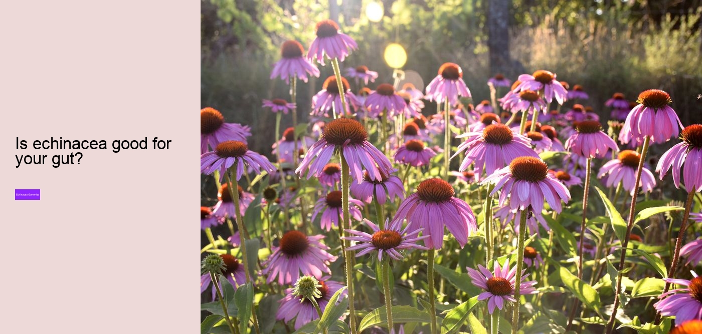 Why should you not take echinacea everyday?