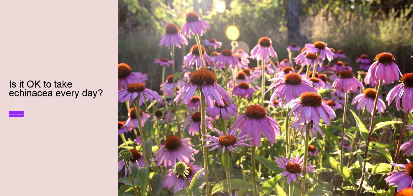 What happens if you take too much echinacea?