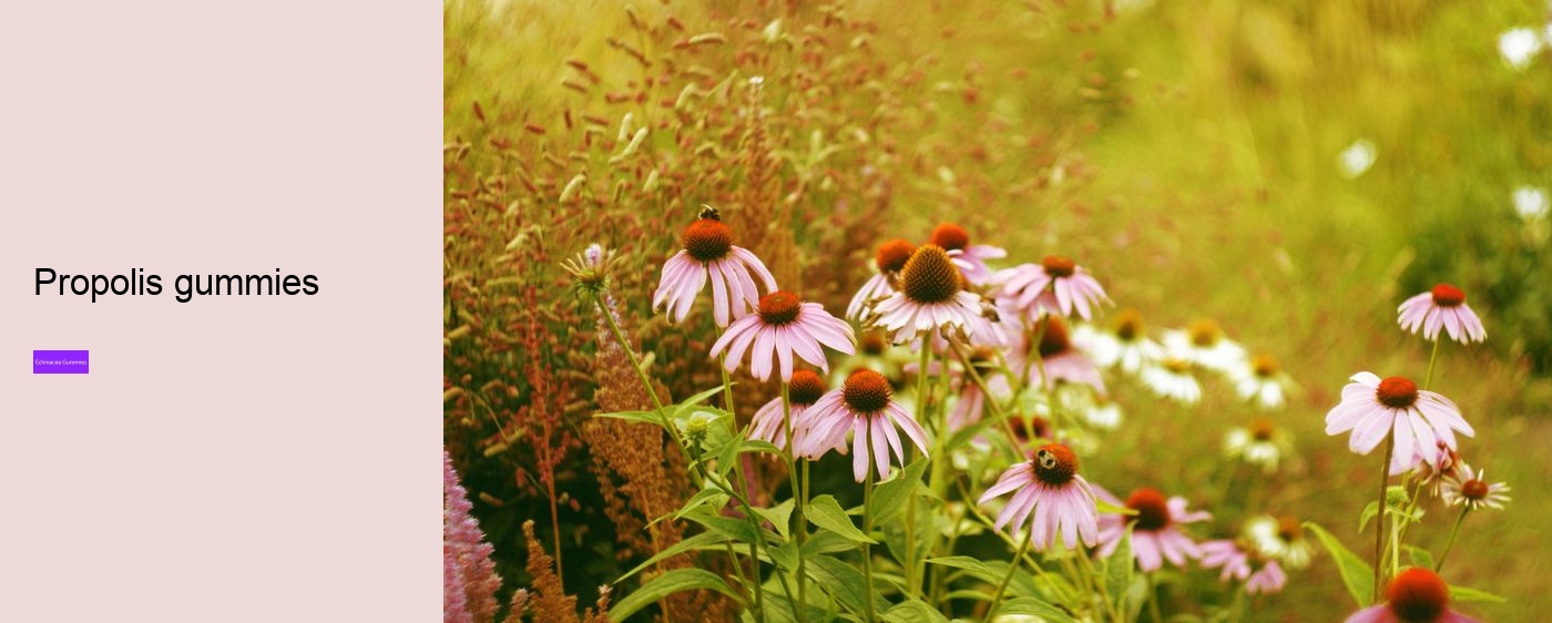 Is echinacea a natural antibiotic?