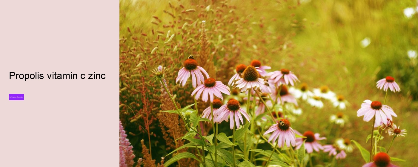 zinc echinacea gummies