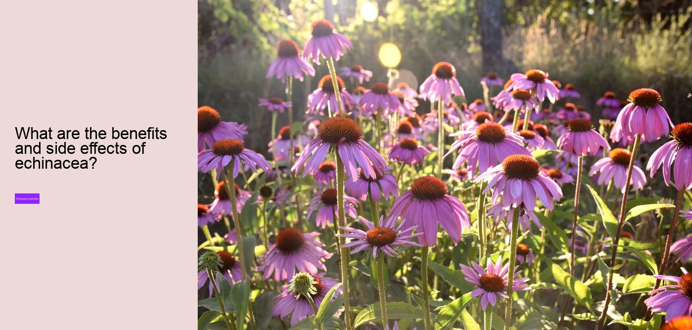 How does echinacea help your immune system?