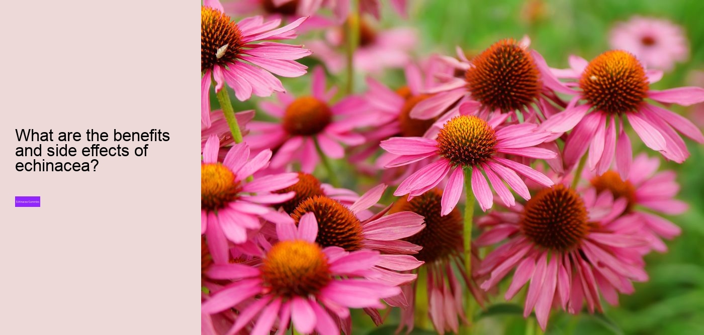 Is echinacea an anti-inflammatory?