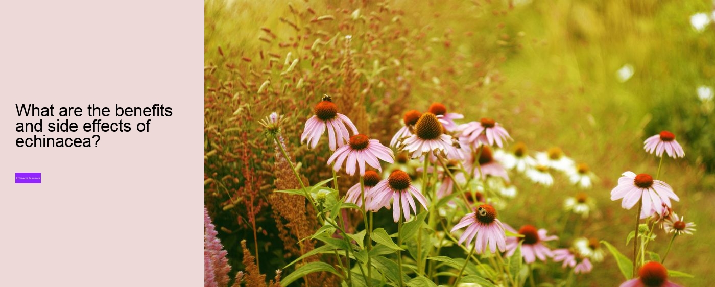 What vitamins are in echinacea?