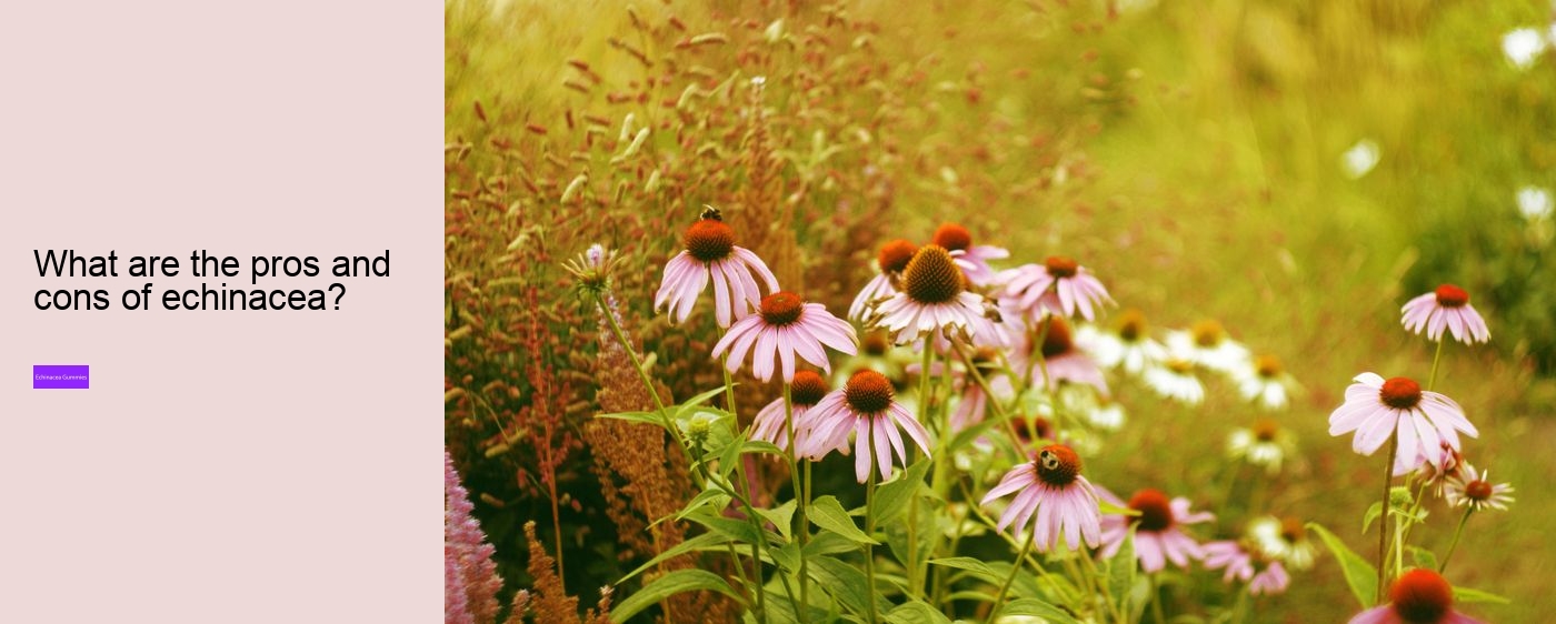 How long can you safely take echinacea?