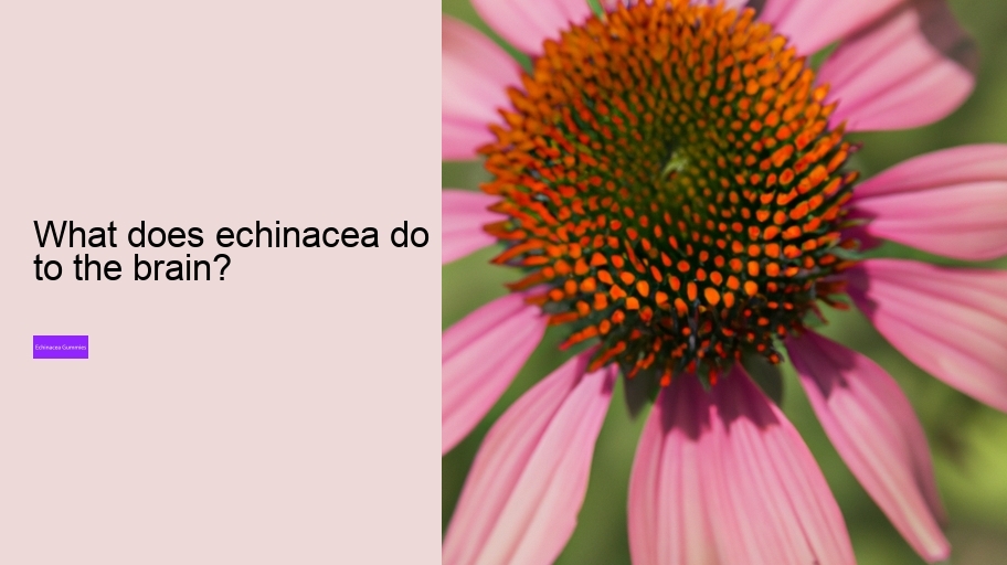 What does echinacea do to the brain?