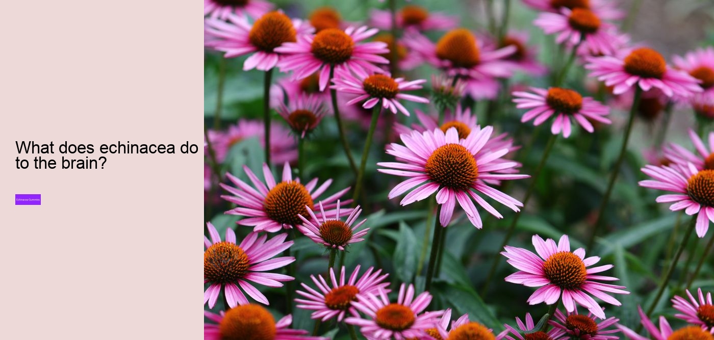 How long does it take for echinacea to work?