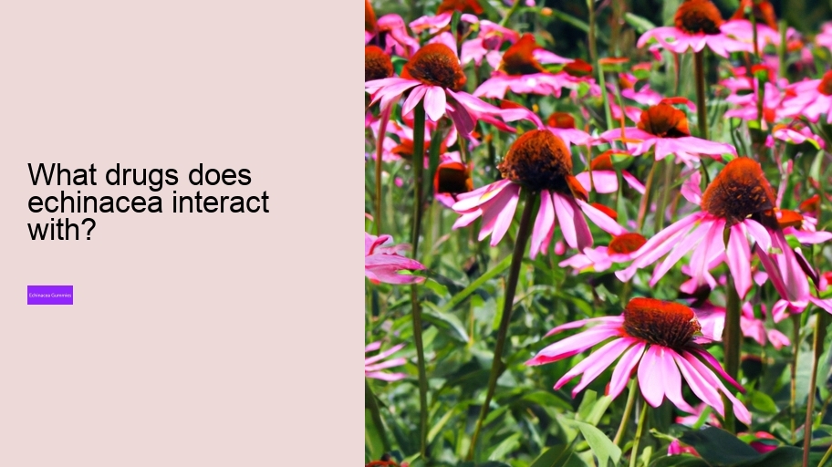 What drugs does echinacea interact with?