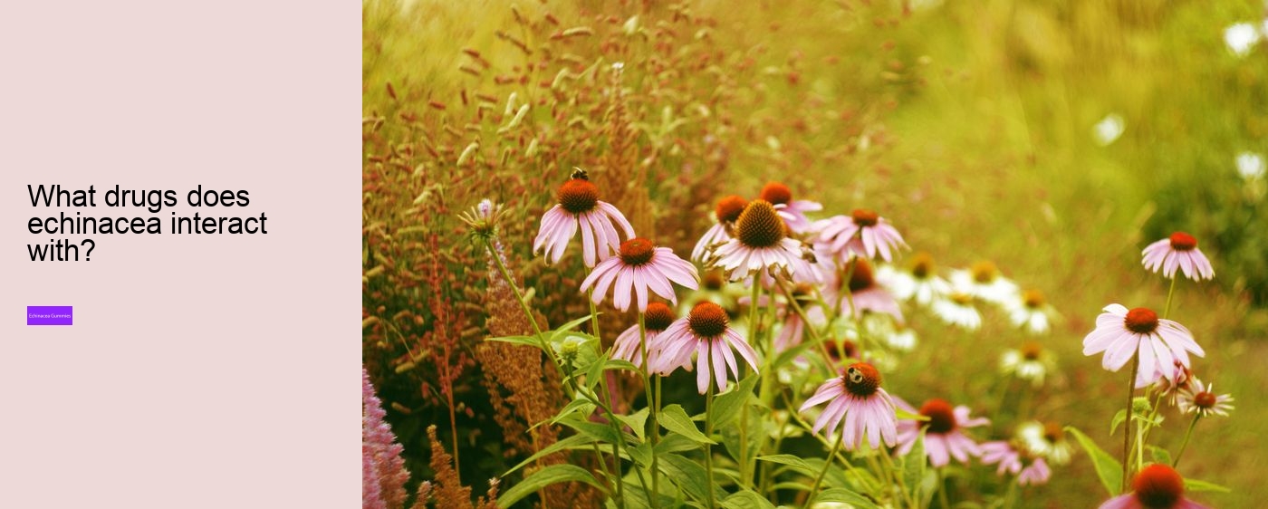 What are the pros and cons of echinacea?