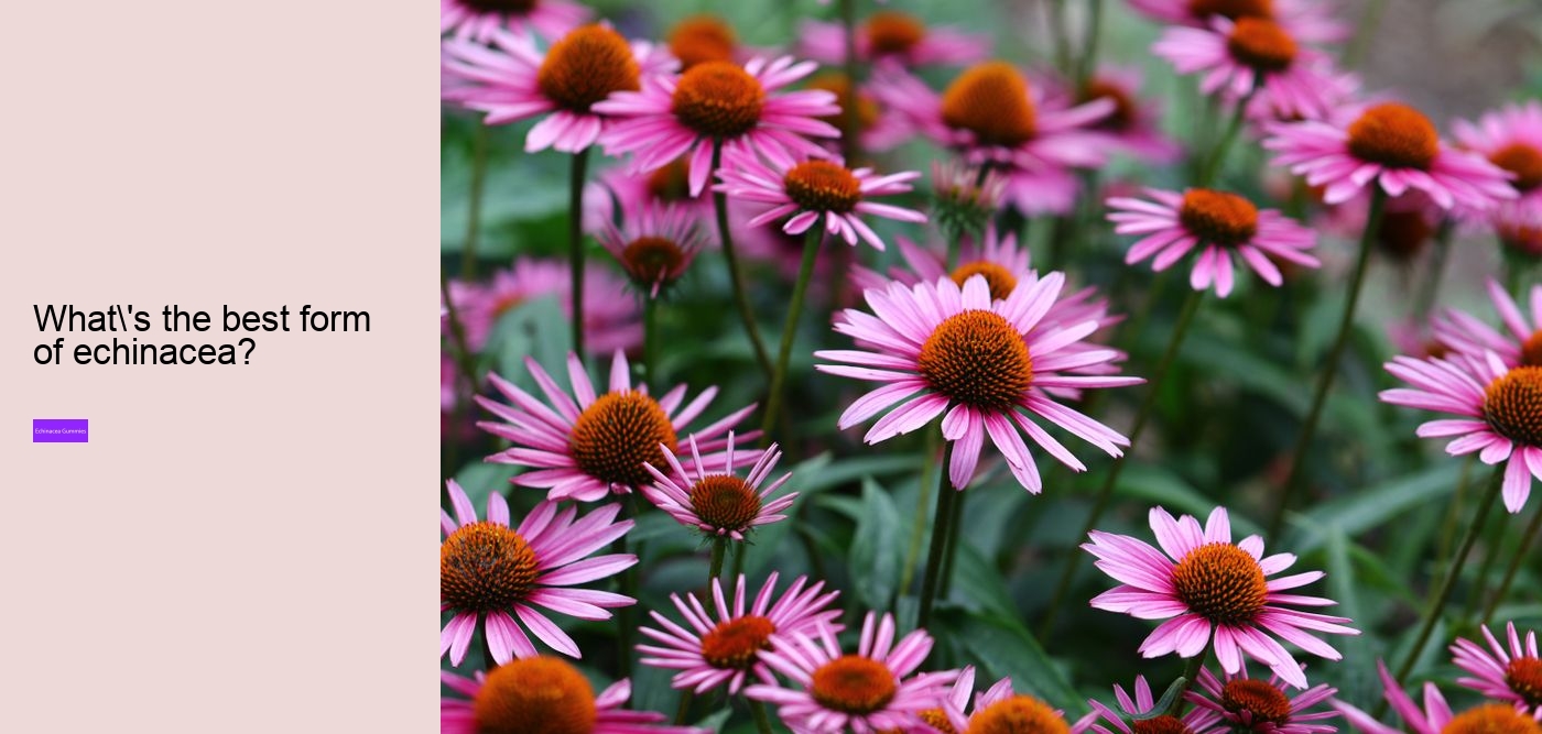 Who should not take echinacea?