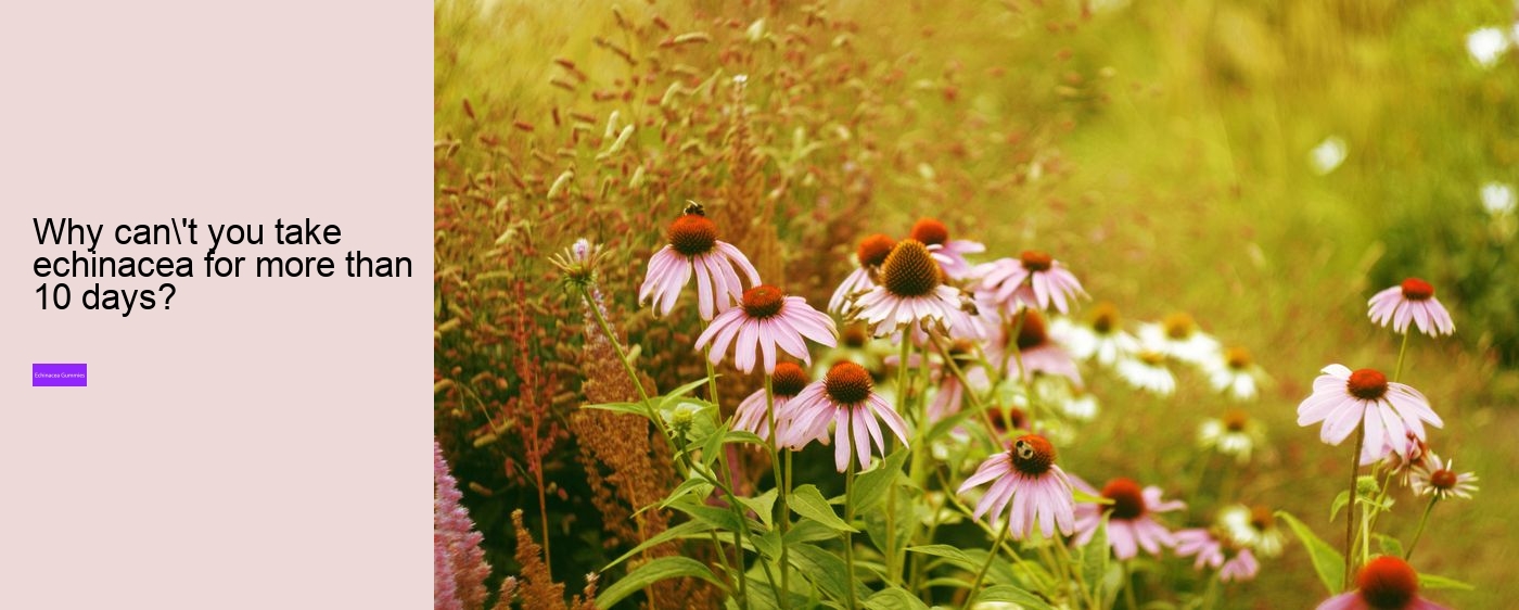 Does echinacea help with hair growth?