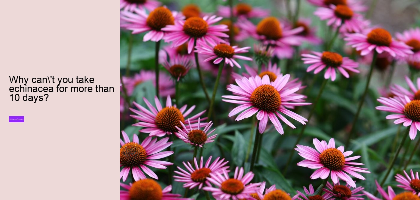 What vitamins are in echinacea?