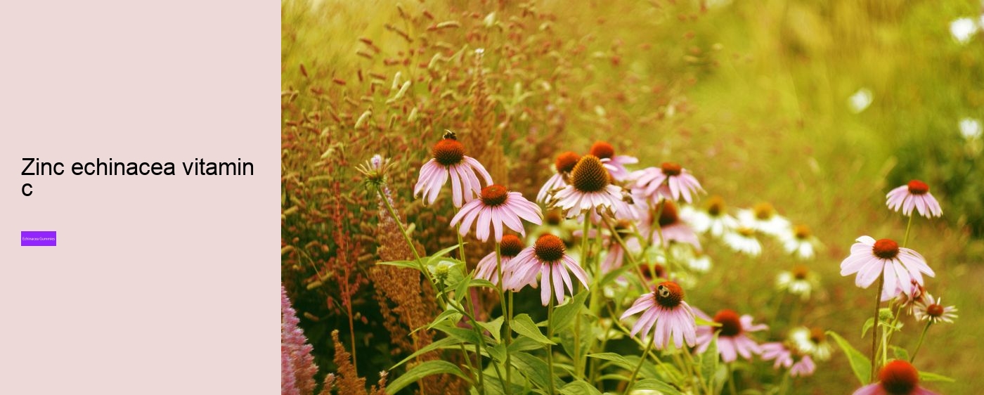 Does echinacea help when you are already sick?