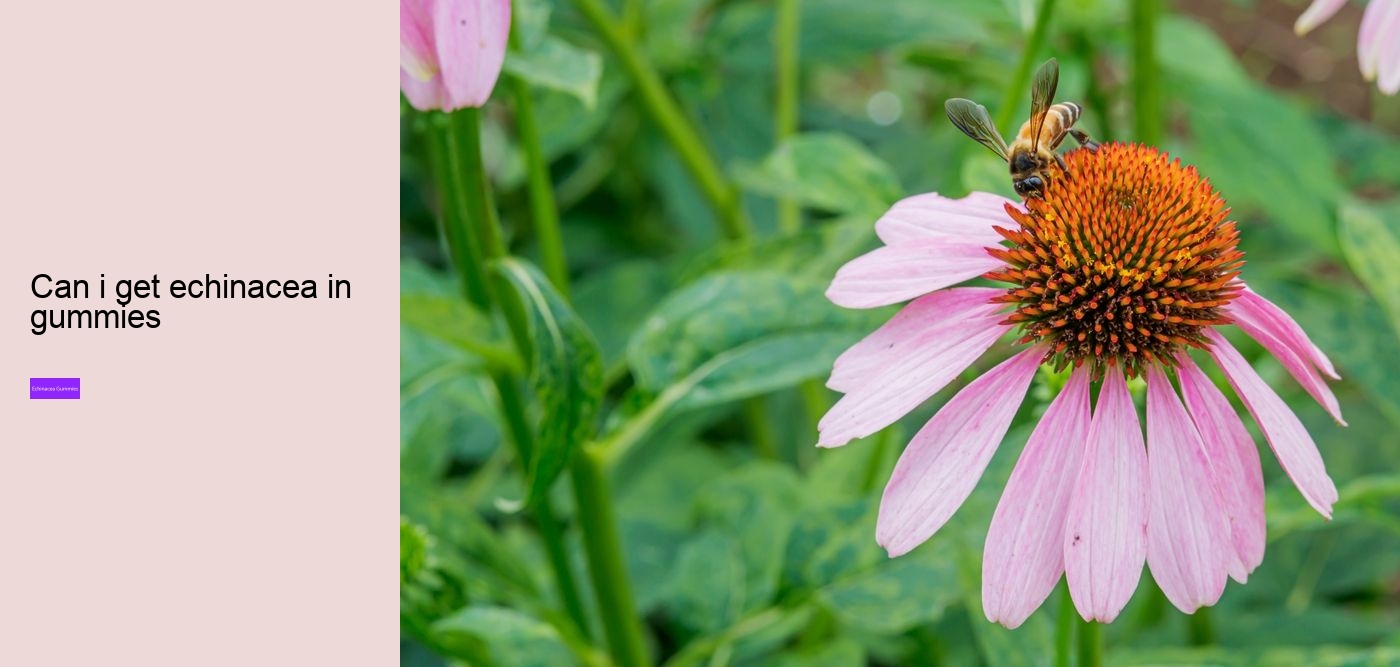 propolis and echinacea gummies benefits