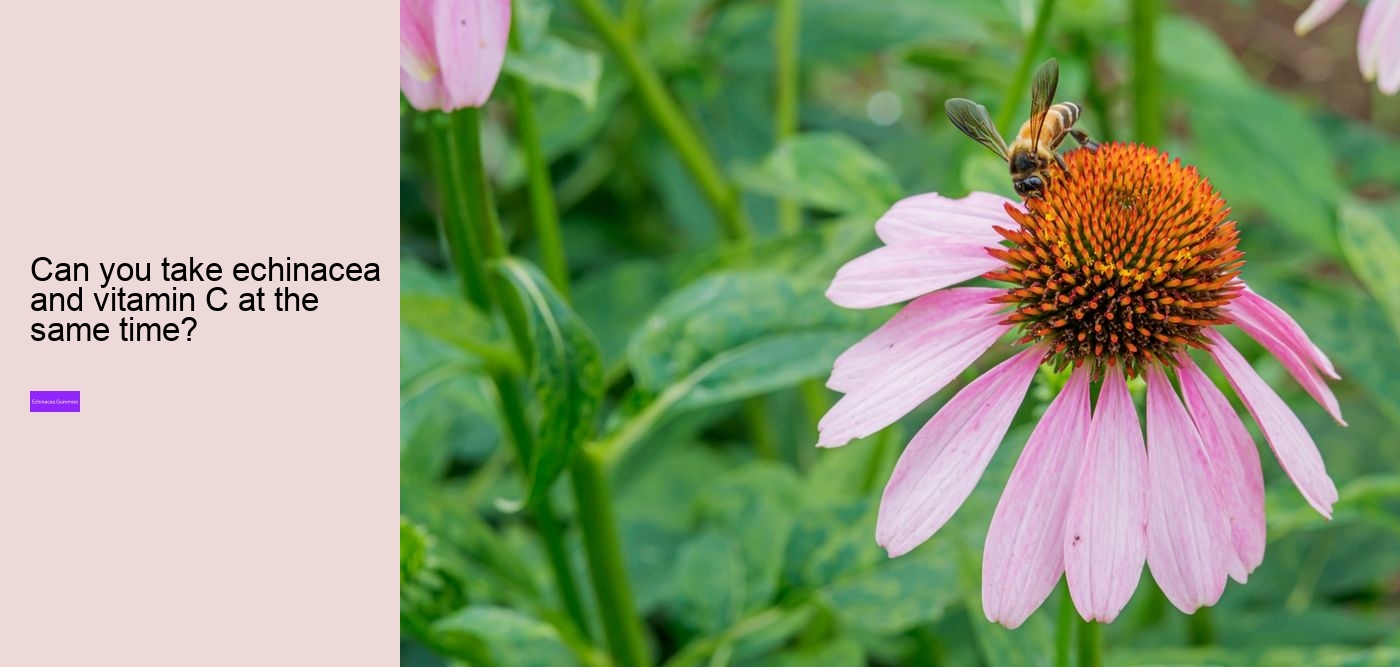 What does echinacea do to the brain?