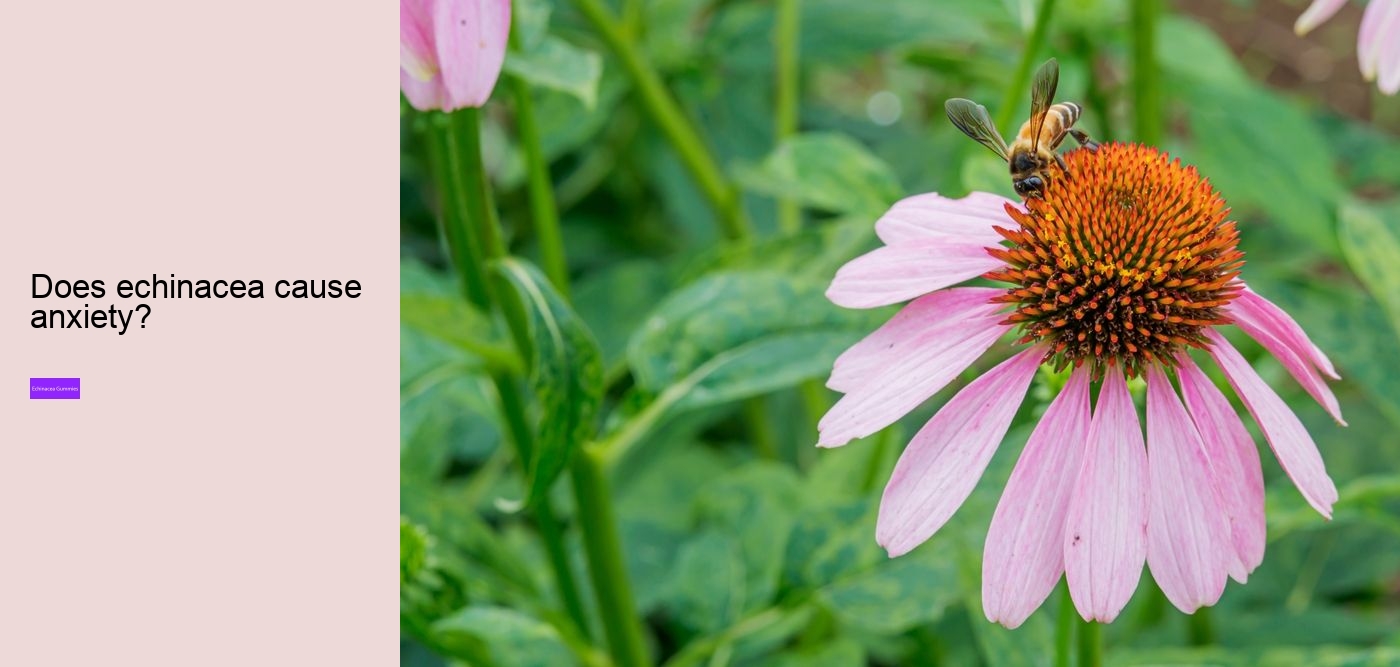 echinacea for kids