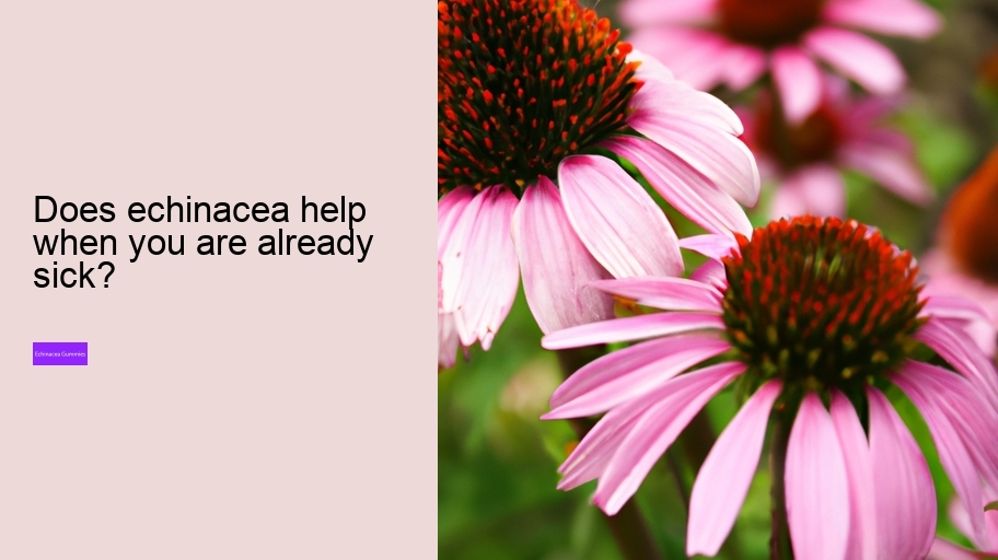 Does echinacea help when you are already sick?