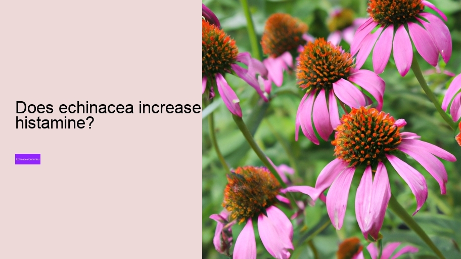 Does echinacea increase histamine?