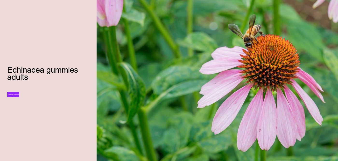 elderberry zinc echinacea gummies