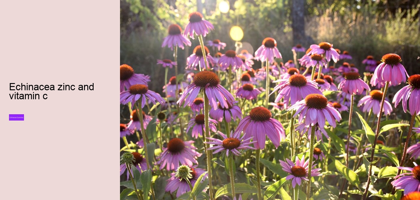 zinc echinacea vitamin c