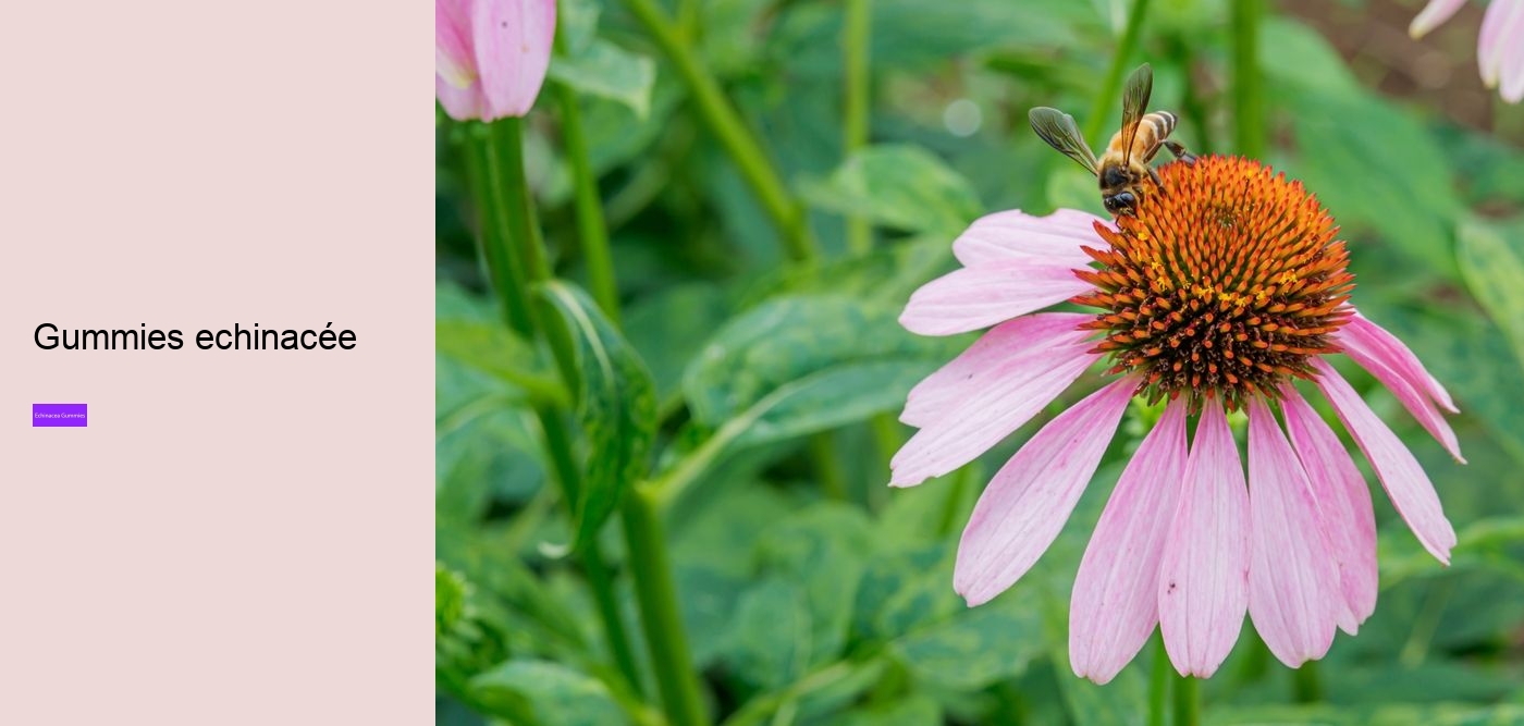 zinc echinacea gummies