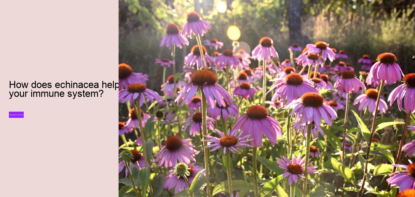 gummy echinacea bears