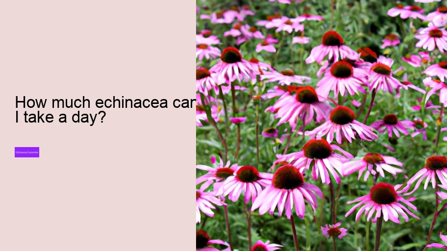 How much echinacea can I take a day?