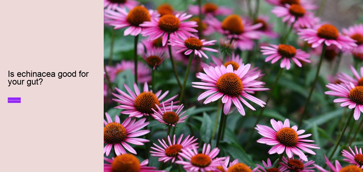 elderberry and echinacea gummies