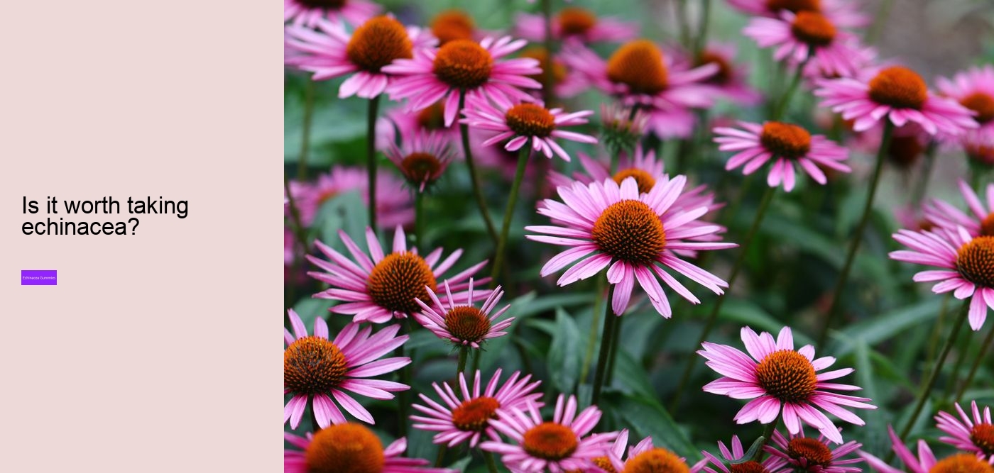 Is echinacea good before bed?