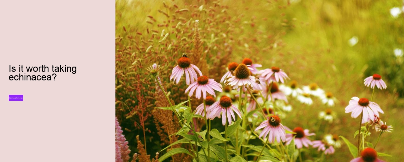 What vitamins are in echinacea?