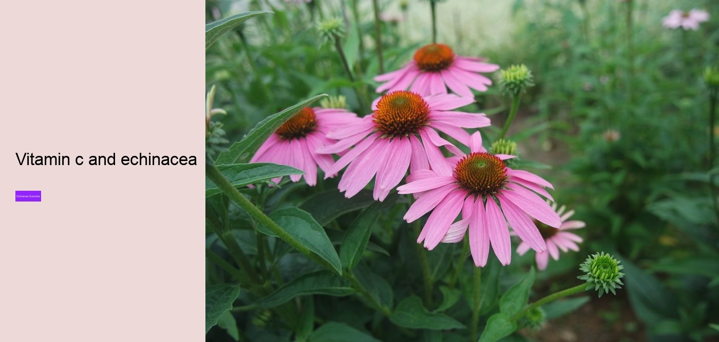 vitamins c and d zinc and echinacea