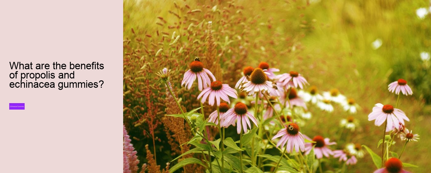 How long can you safely take echinacea?