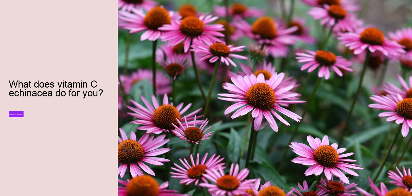 Why is echinacea so expensive?