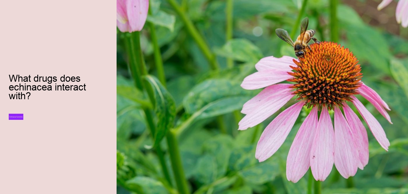 How does echinacea help your immune system?