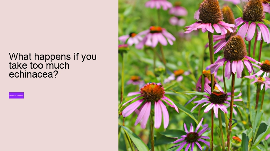 What happens if you take too much echinacea?